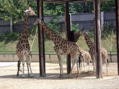 ZOO a zvířata