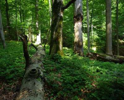 Pravěké bukové lesy Karpaty foto
