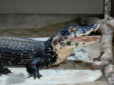 Krokodýlí ZOO Protivín foto