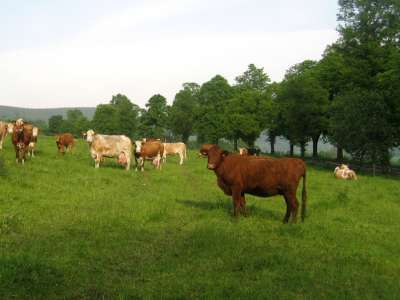 Farma Bovine foto