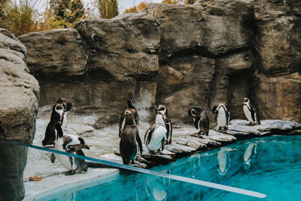 Slezské Zoo foto