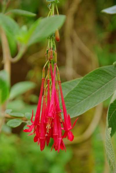 Botanická zahrada Liberec foto