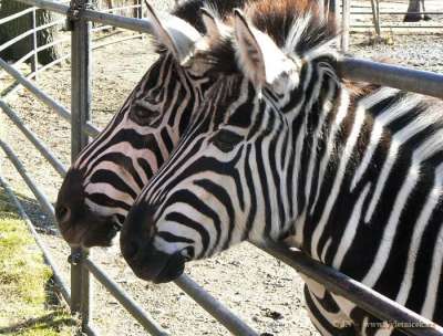 ZOO Hodonín foto