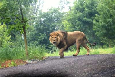 ZOO Dvůr Králové nad Labem foto